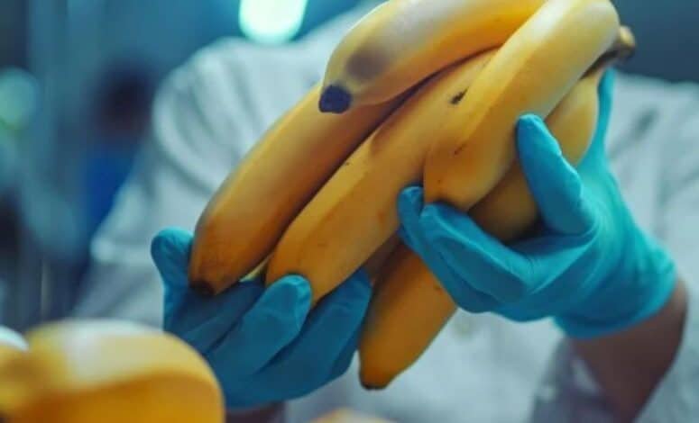 lab-banana.com business