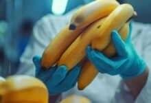 lab-banana.com business